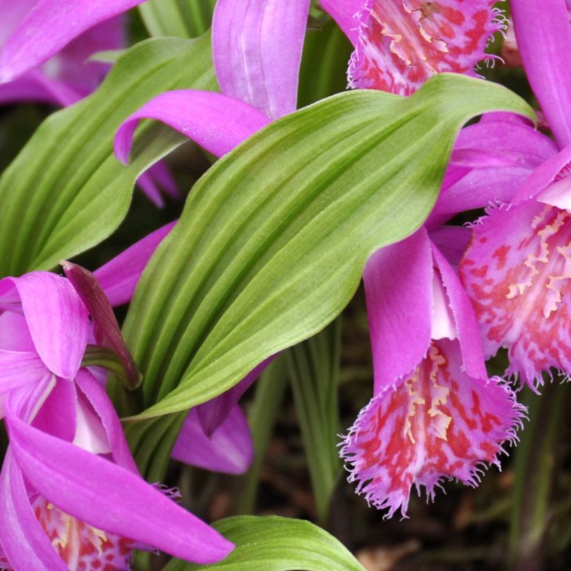 Pleione Tongariro - Aardorchidee (Blad)