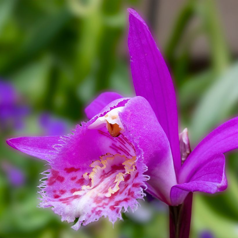 Pleione Tongariro - Aardorchidee (Bloei)