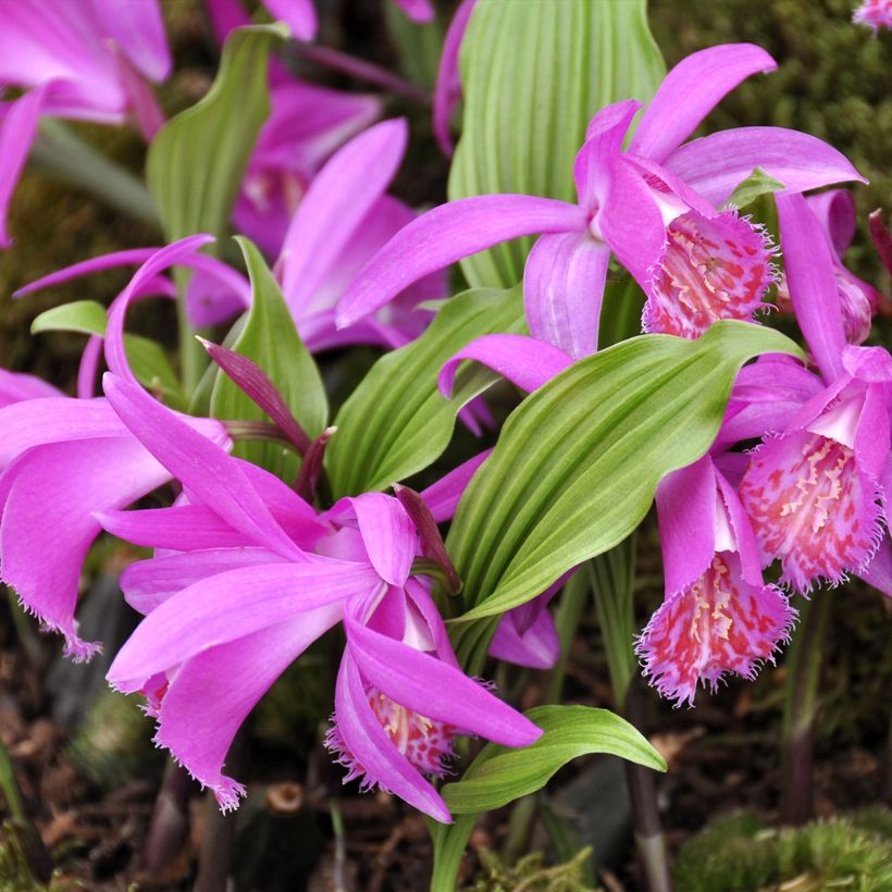 Pleione Tongariro - Aardorchidee (Groeiplaats)