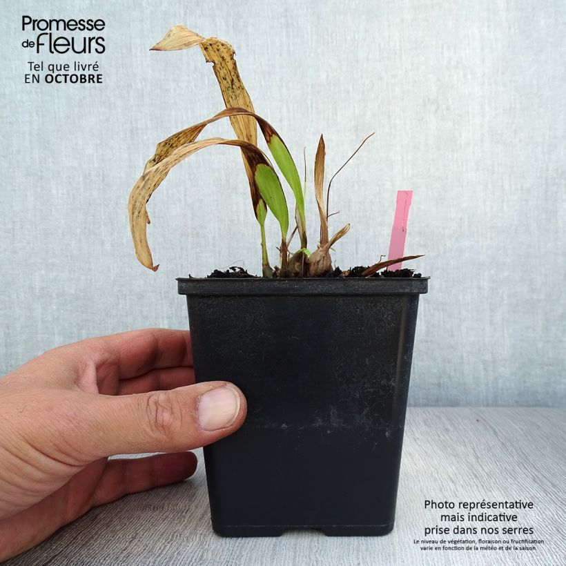 Exemplaar van Pleione formosana - Aardorchidee Kweekpotje van 8/9 cm zoals geleverd in de herfst