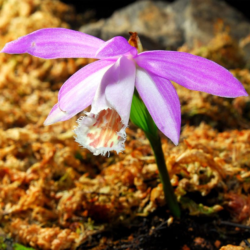 Pleione formosana - Aardorchidee (Bloei)