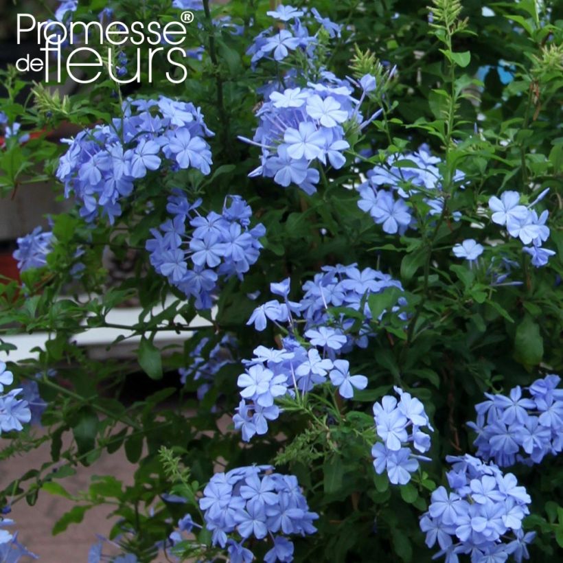 Plumbago auriculata Dark Blue - Mannentrouw (Bloei)