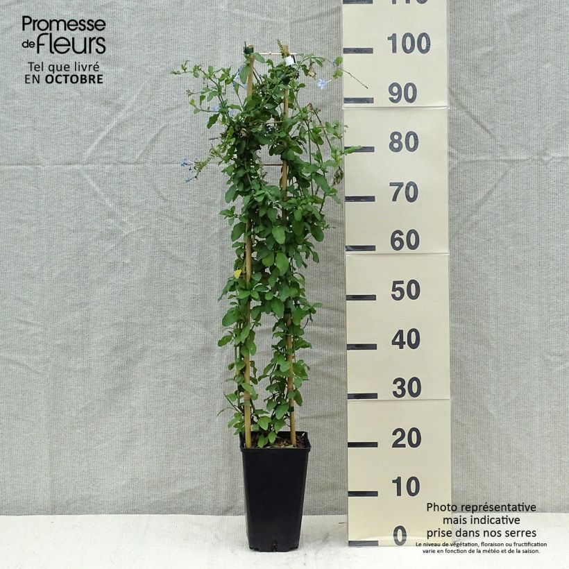 Exemplaar van Plumbago auriculata Dark Blue - Mannentrouw Pot van 2 l/3 l zoals geleverd in de herfst
