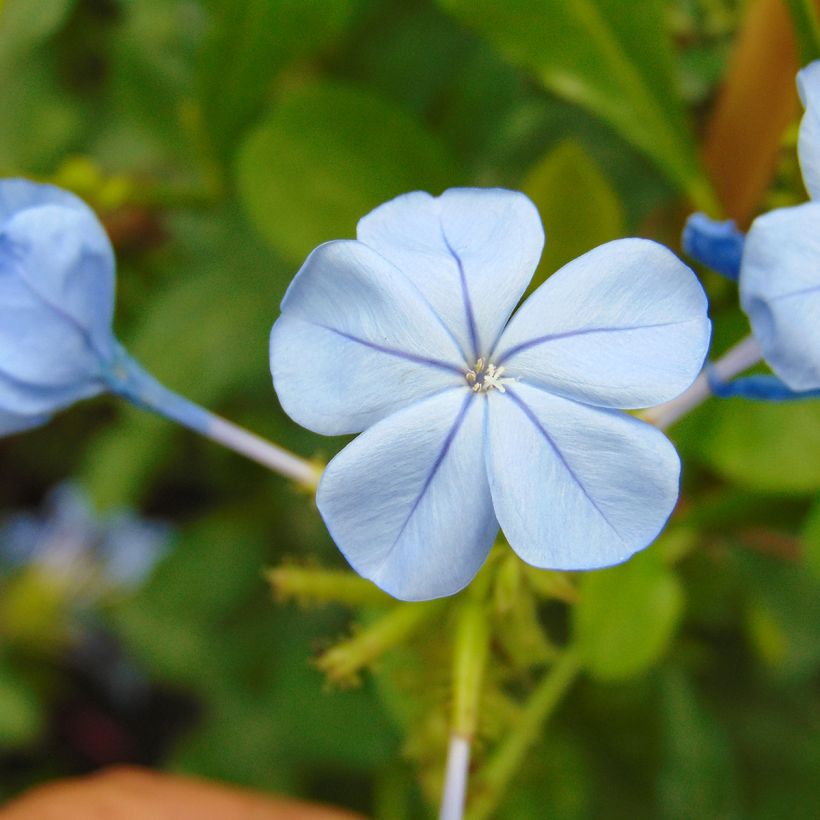 Plumbago auriculata - Mannentrouw (Bloei)