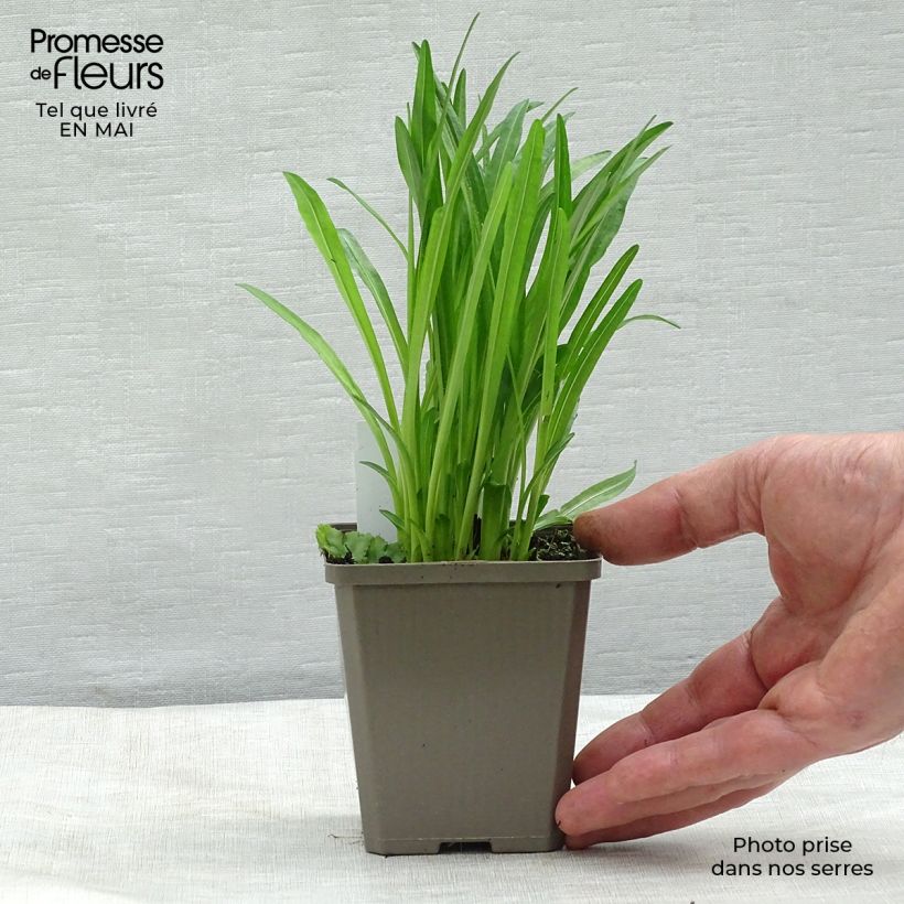 Exemplaar van Liatris spicata Alba - Knopige slangenwortel Kweekpotje van 8/9 cm zoals geleverd in de lente