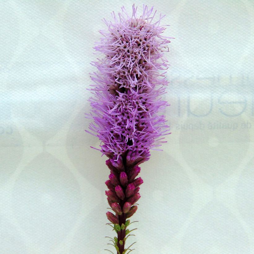 Liatris spicata Floristan Violet - Knopige slangenwortel (Bloei)