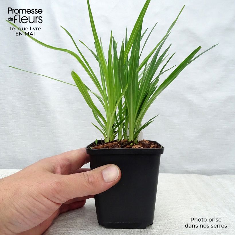 Exemplaar van Liatris spicata Floristan White - Knopige slangenwortel Kweekpotje van 8/9 cm zoals geleverd in de lente