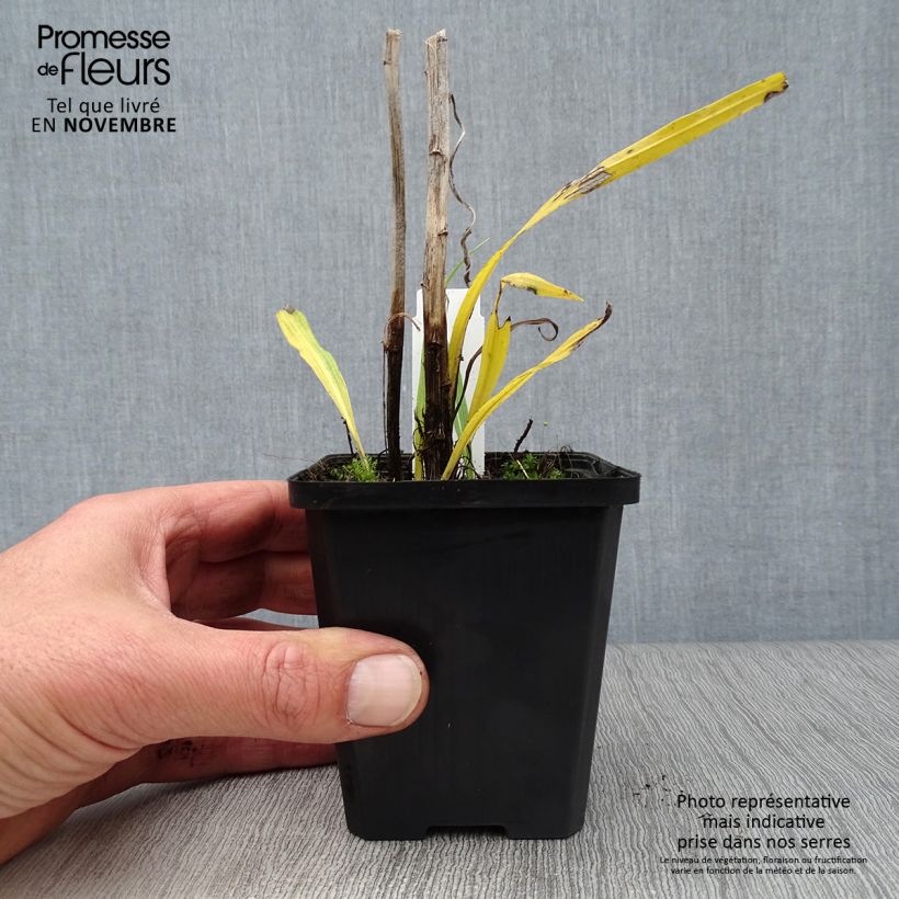 Exemplaar van Liatris spicata Floristan White - Knopige slangenwortel Kweekpotje van 8/9 cm zoals geleverd in de herfst