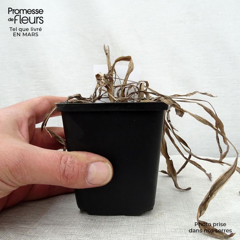 Exemplaar van Liatris spicata Kobold - Knopige slangenwortel Kweekpotje van 8/9 cm zoals geleverd in de lente