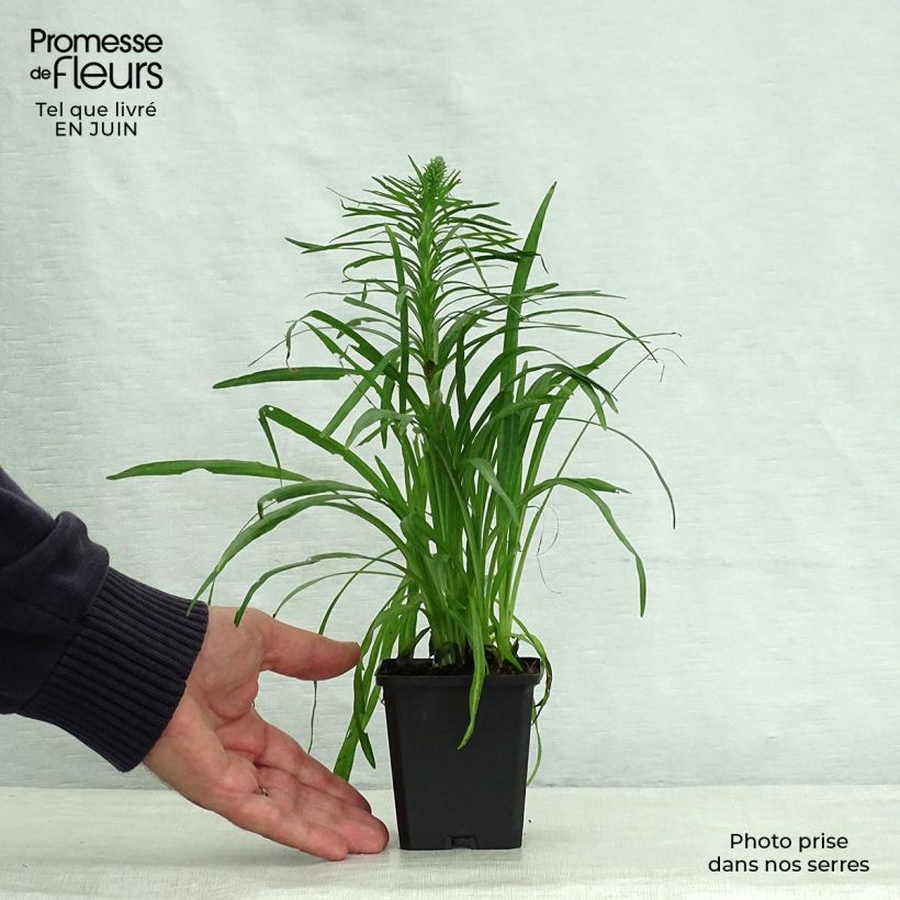 Exemplaar van Liatris spicata Kobold - Knopige slangenwortel Kweekpotje van 8/9 cm zoals geleverd in de zomer