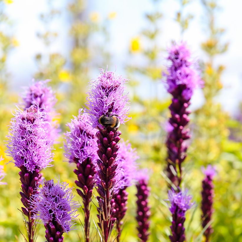 Liatris spicata Kobold - Knopige slangenwortel (Bloei)
