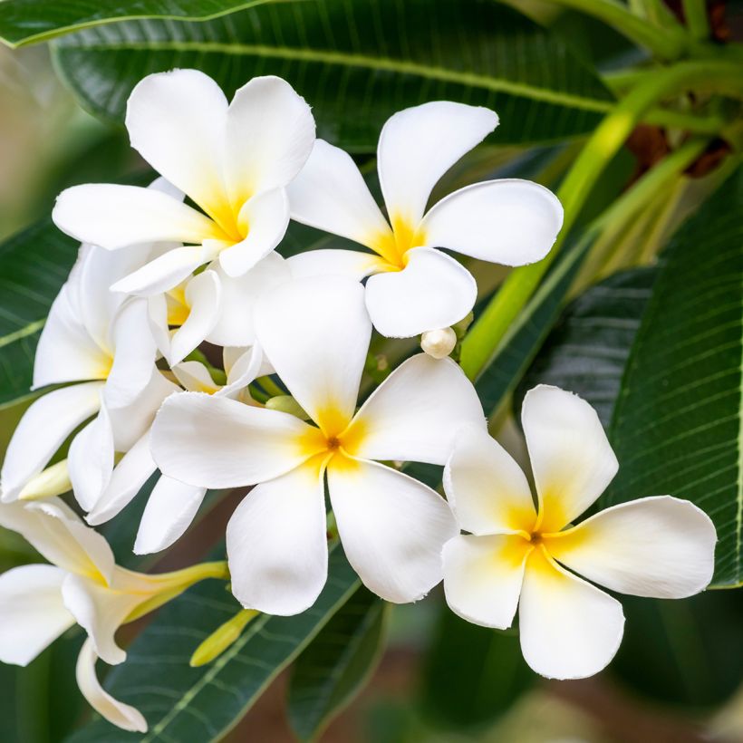 Plumeria obtusa - Frangipanier (Bloei)