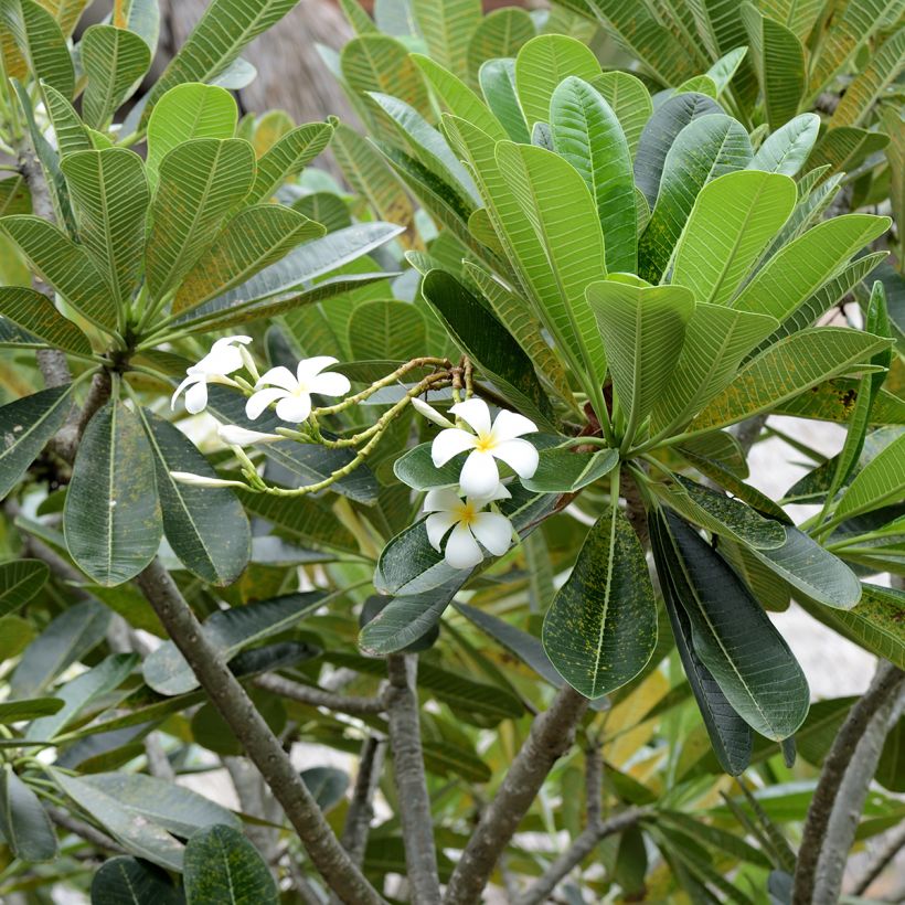 Plumeria obtusa - Frangipanier (Blad)