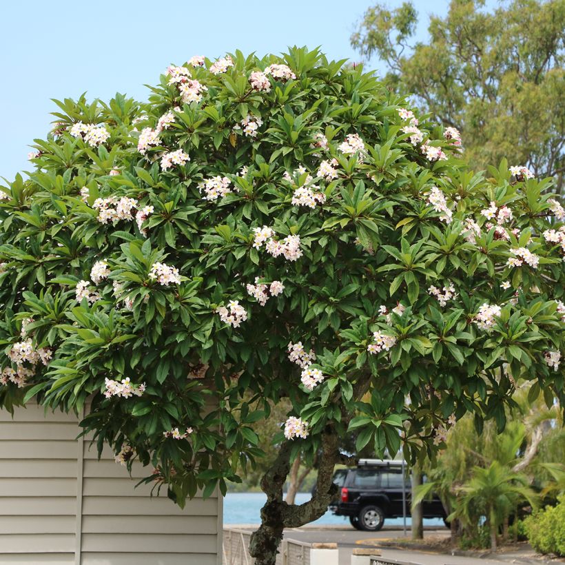 Plumeria obtusa - Frangipanier (Groeiplaats)