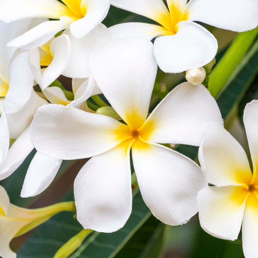 Plumeria obtusa - Frangipanier (Flowering)