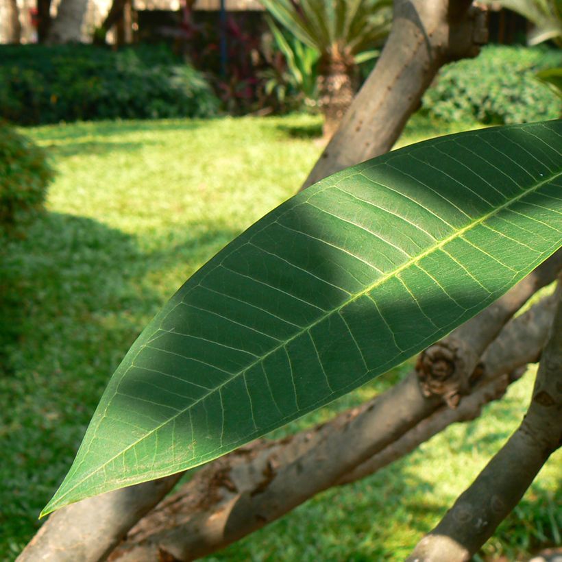 Plumeria rubra - Frangipanier (Blad)