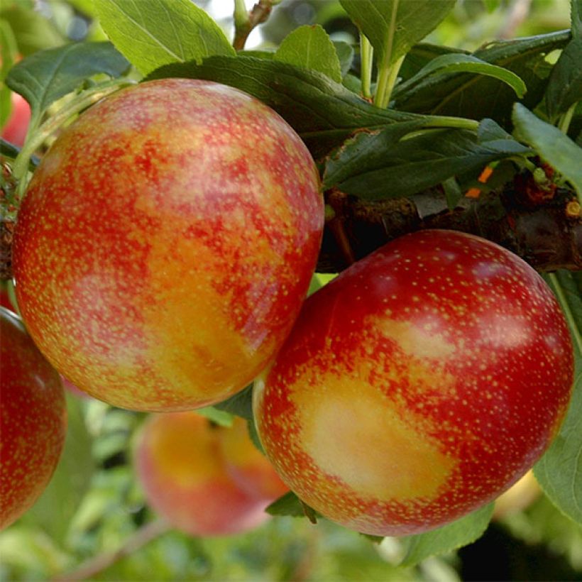 Pluot - Prunus salicina × armeniaca Flavor Candy (Oogst)