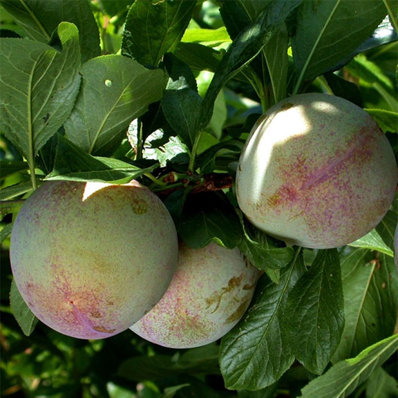 Pluot - Prunus salicina × armeniaca Flavor Supreme (Oogst)