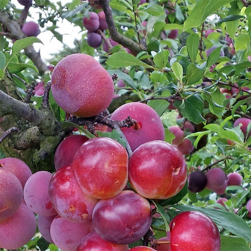 Pluot - Prunus salicina × armeniaca Pink Candy (Oogst)