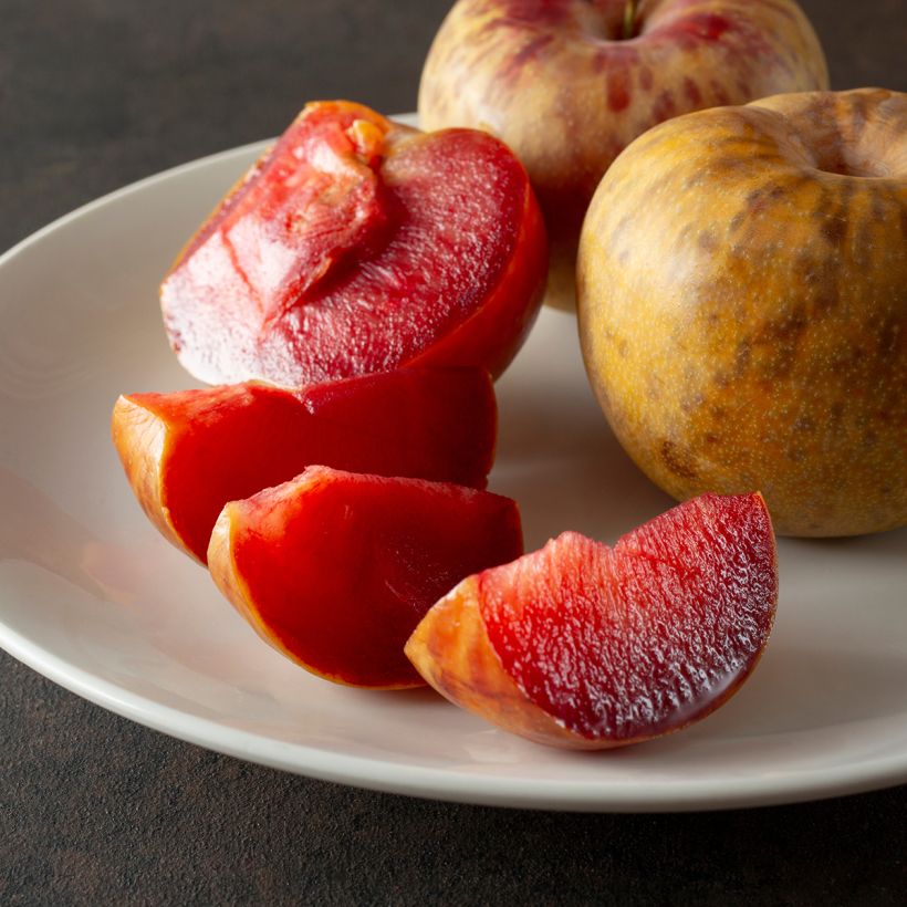 Pluot Dapple Dandy (Oogst)