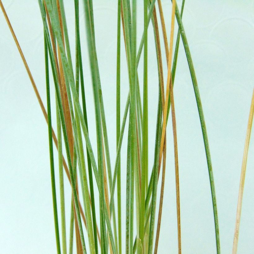 Poa labillardieri - Beemdgras (Blad)