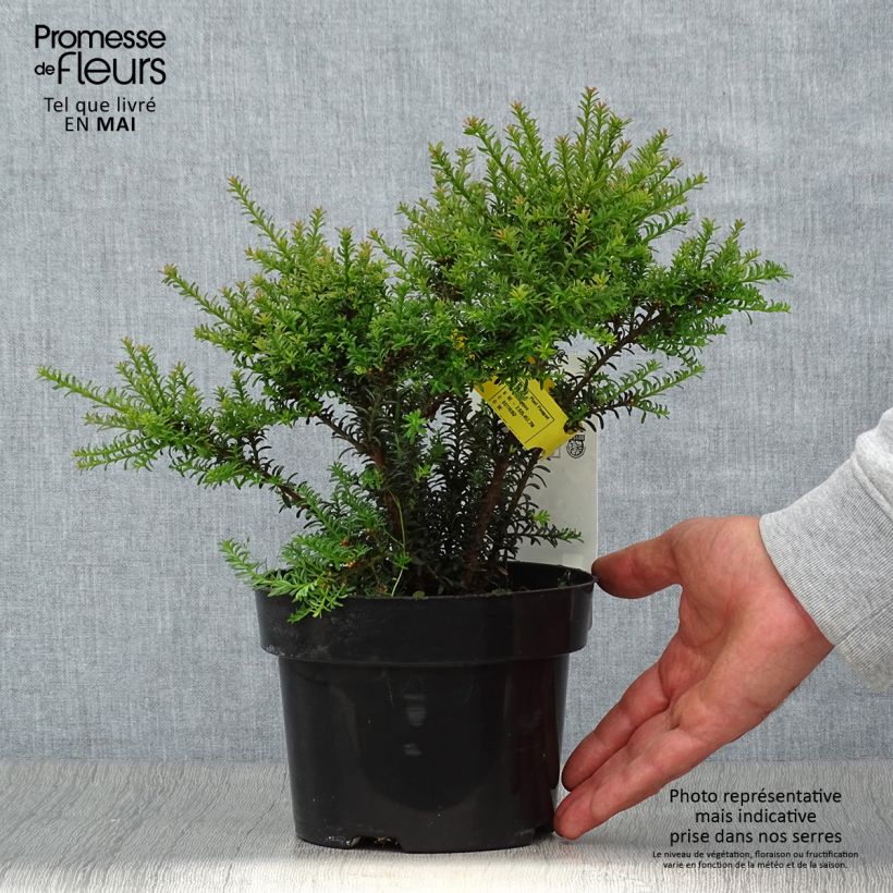 Exemplaar van Podocarpus Chocolate Box - Tasmaanse conifeer Pot van 2 l/3 l zoals geleverd in de lente