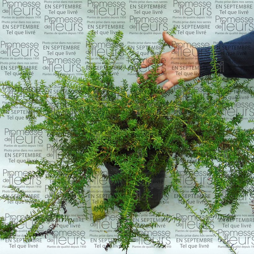 Voorbeeld van een exemplaar van Podocarpus nivalis - Sneeuw tōtara Pot van 2 l/3 l zoals geleverd