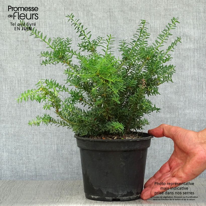 Exemplaar van Podocarpus lawrencii Blue Gem - Tasmaanse conifeer Pot van 2 l/3 l zoals geleverd in de zomer