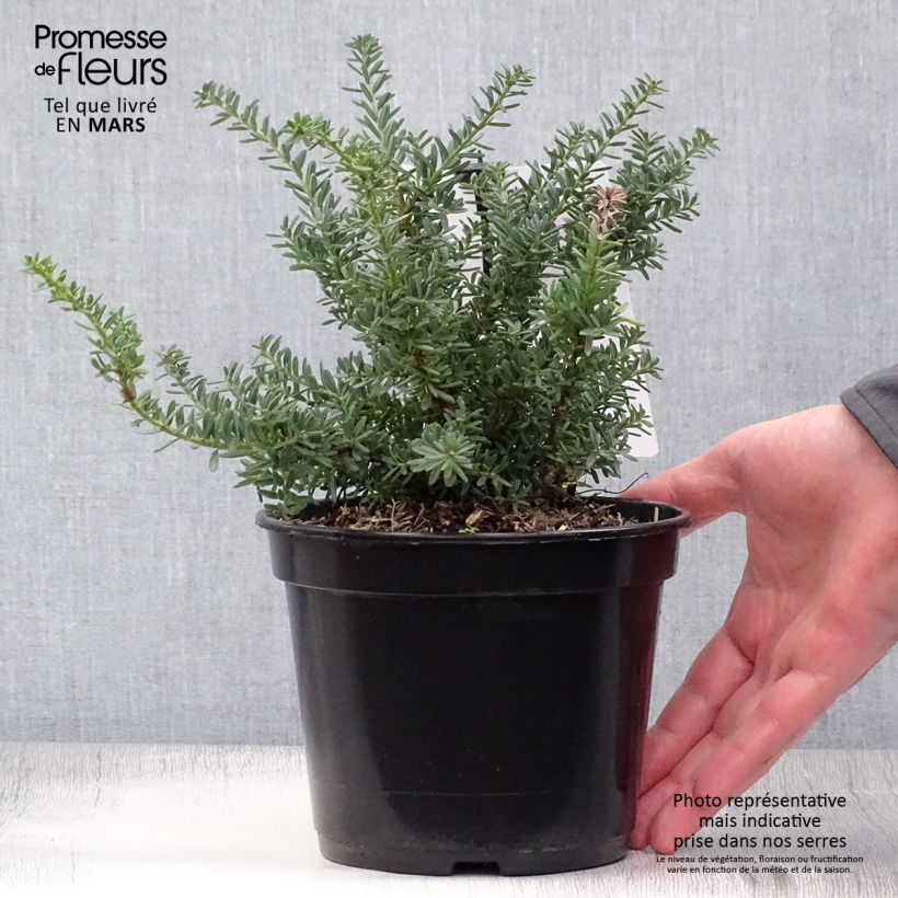 Example of Podocarpus lawrencii Blue Gem - Tasmaanse conifeer Pot van 2 l/3 l as you get in printemps