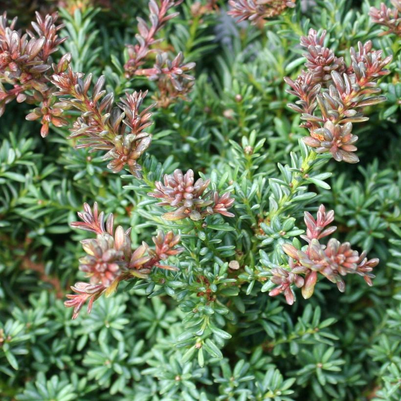 Podocarpus lawrencii Red Tip - Tasmaanse conifeer (Blad)