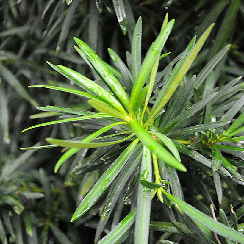 Podocarpus macrophyllus - Japanse boeddahden (Blad)