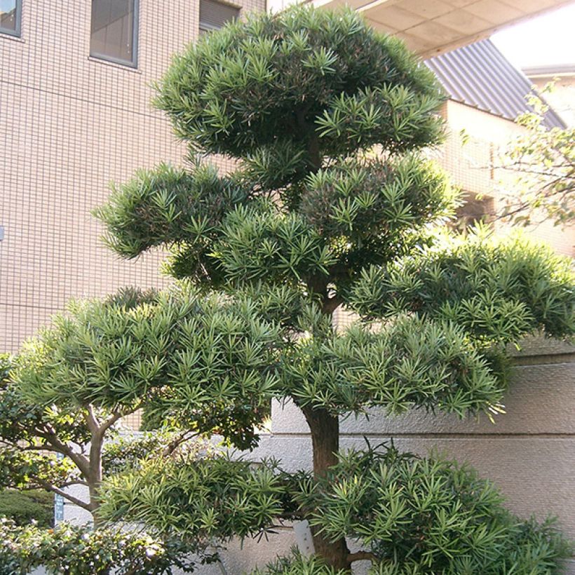 Podocarpus macrophyllus - Japanse boeddahden (Groeiplaats)