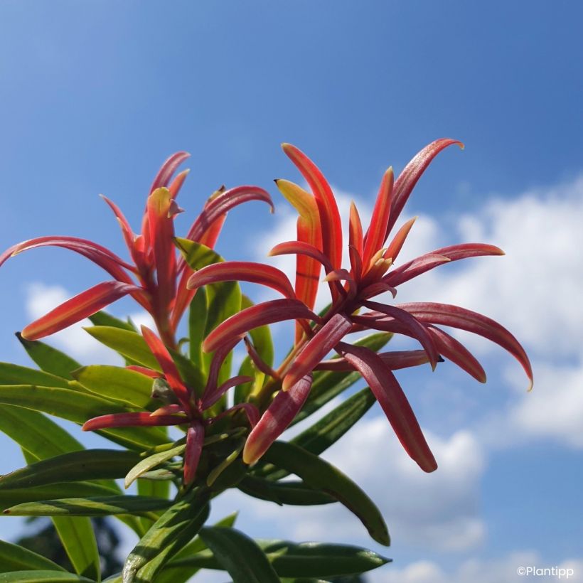 Podocarpus macrophyllus Mood Ring - Japanse boeddahden (Blad)