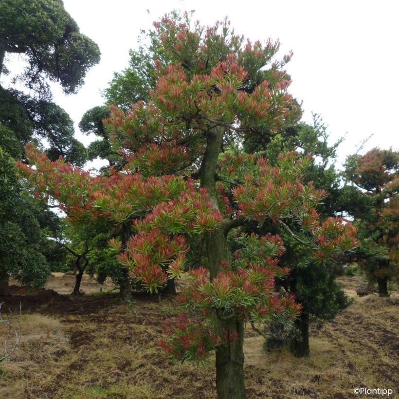 Podocarpus macrophyllus Mood Ring - Japanse boeddahden (Groeiplaats)