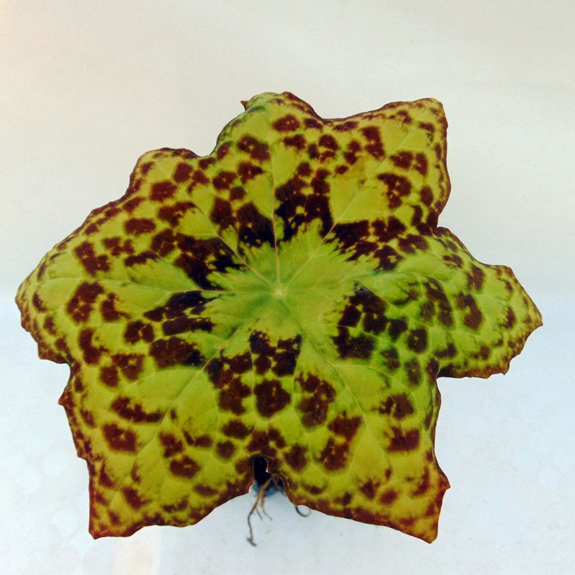 Podophyllum Spotty Dotty - Voetblad (Blad)