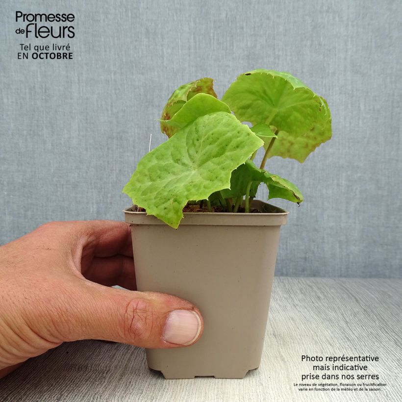 Exemplaar van Podophyllum Spotty Dotty - Voetblad Kweekpotje van 8/9 cm zoals geleverd in de herfst