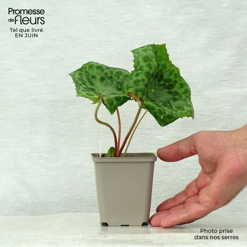 Exemplaar van Podophyllum Spotty Dotty - Voetblad Kweekpotje van 8/9 cm zoals geleverd in de zomer