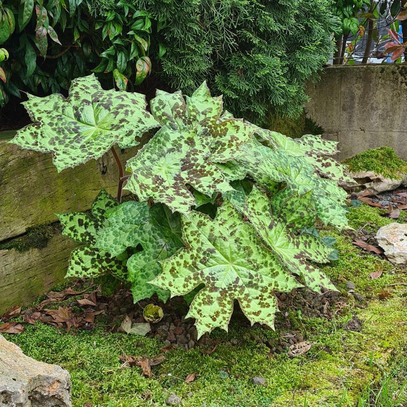 Podophyllum Spotty Dotty - Voetblad (Groeiplaats)