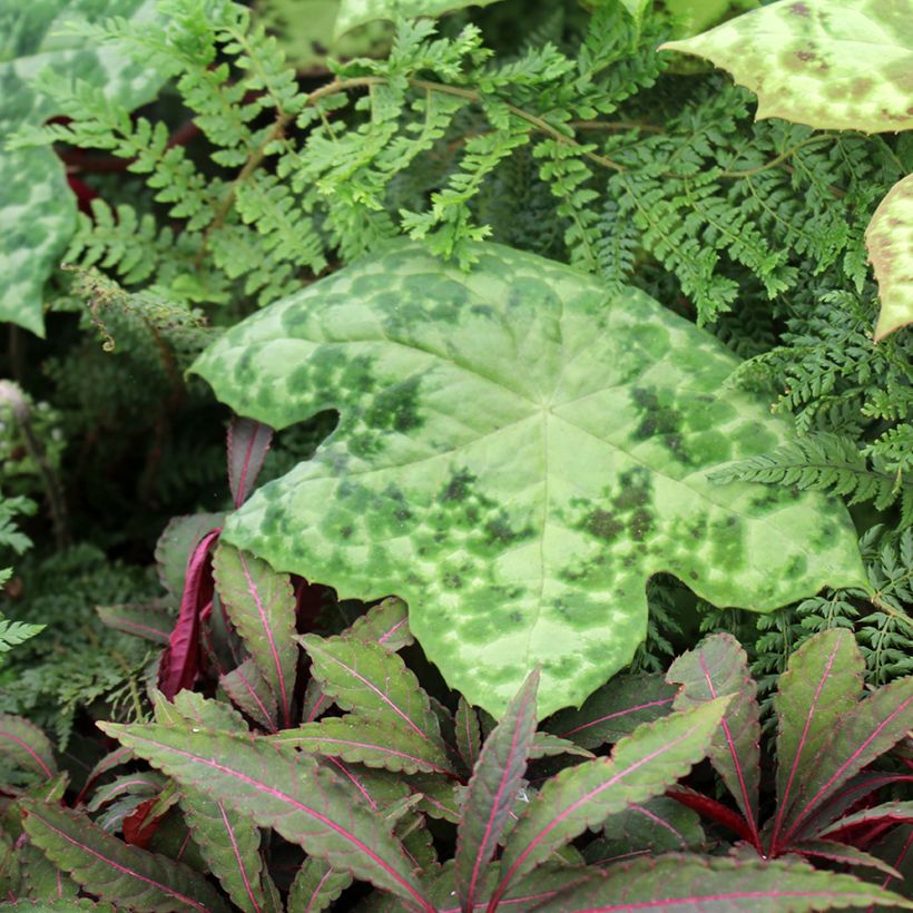 Podophyllum Spotty Dotty - Voetblad (Groeiplaats)