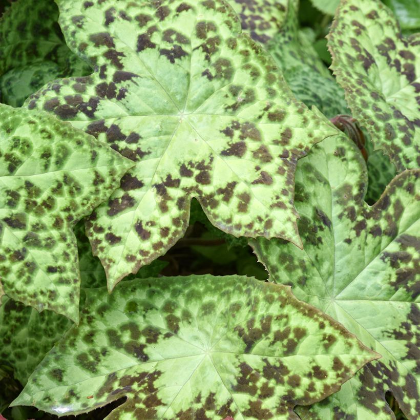 Podophyllum hexandrum - Indische alruinwortel (Blad)