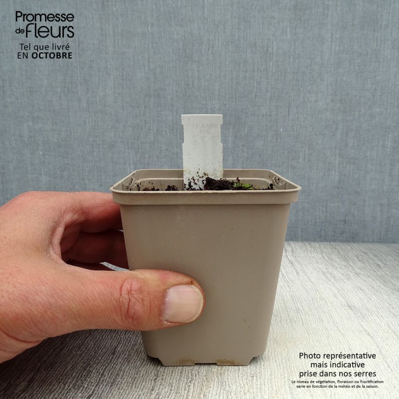 Exemplaar van Podophyllum peltatum - Schildvoetblad Kweekpotje van 8/9 cm zoals geleverd in de herfst