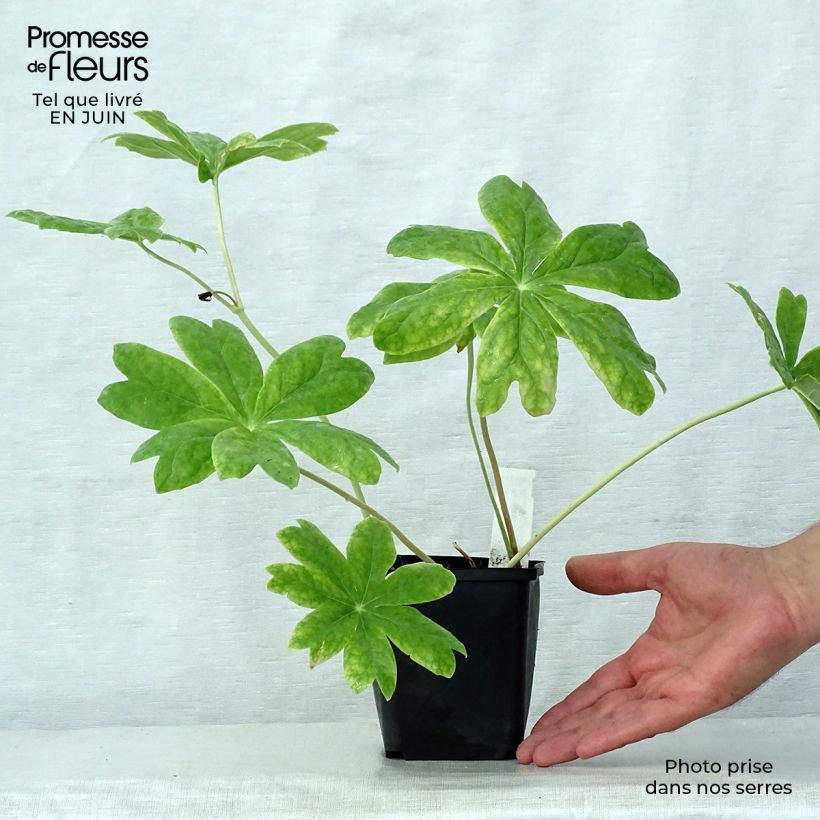 Exemplaar van Podophyllum peltatum - Schildvoetblad Kweekpotje van 8/9 cm zoals geleverd in de zomer