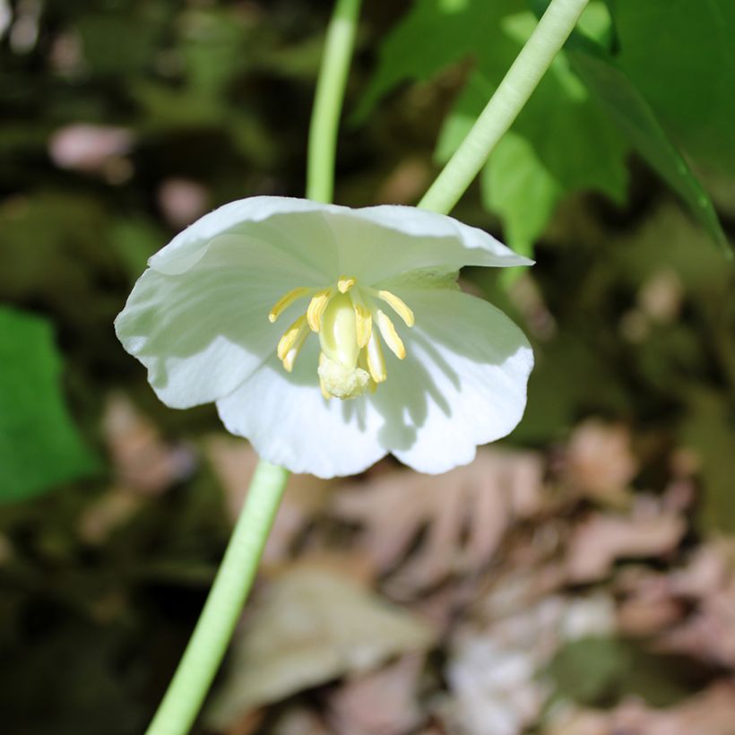 Podophyllum peltatum - Schildvoetblad (Bloei)