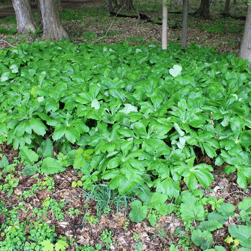 Podophyllum peltatum - Schildvoetblad (Groeiplaats)