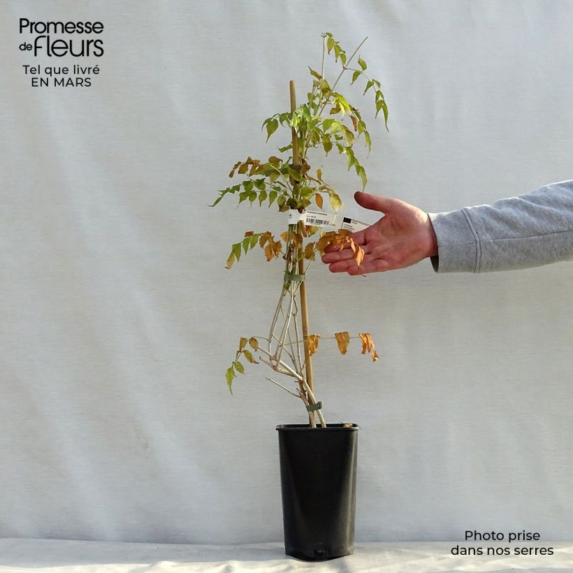 Example of Podranea ricasoliana - Trompetklimmer Pot van 2 l/3 l as you get in printemps