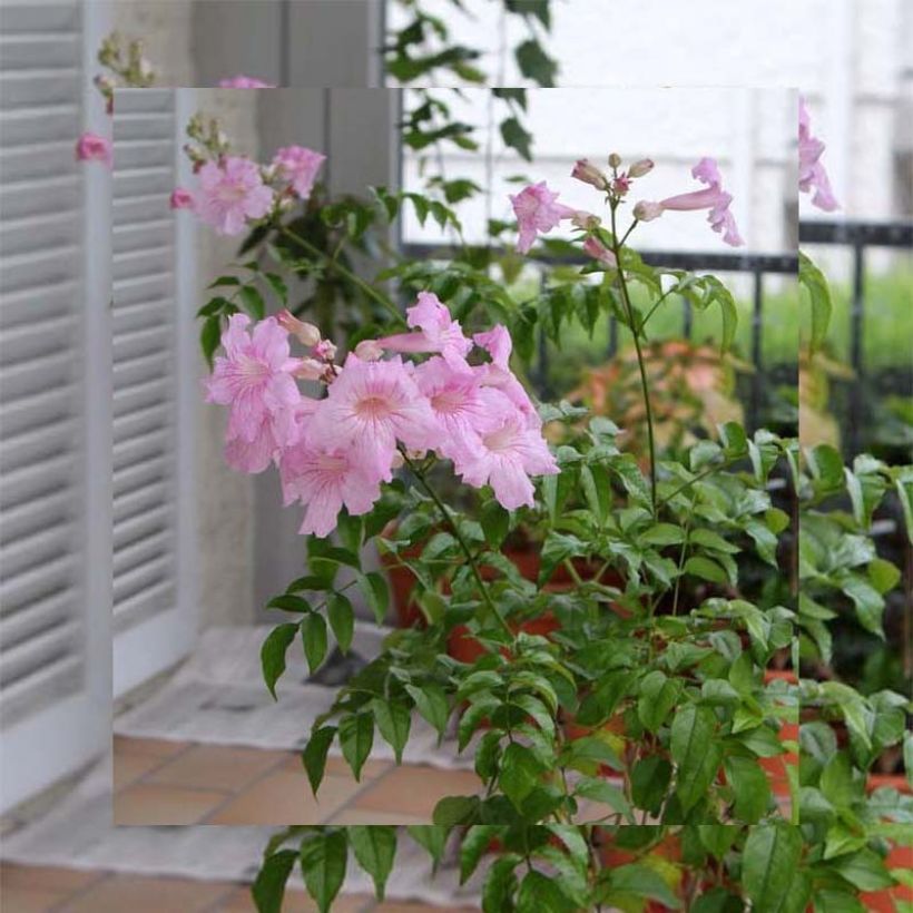 Podranea ricasoliana Comtesse Sarah - Trompetklimmer (Groeiplaats)