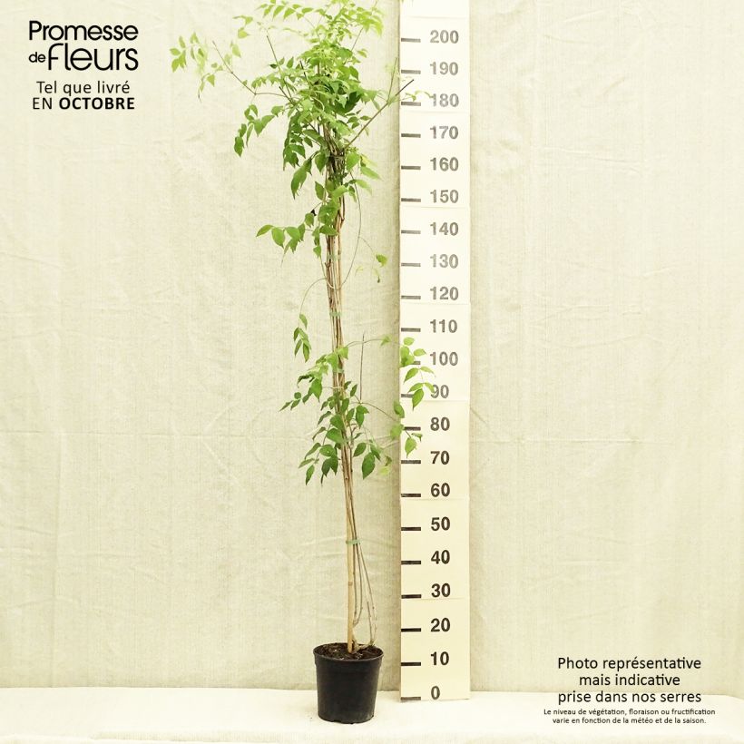 Exemplaar van Podranea ricasoliana Comtesse Sarah - Trompetklimmer Pot van 2 l/3 l zoals geleverd in de herfst