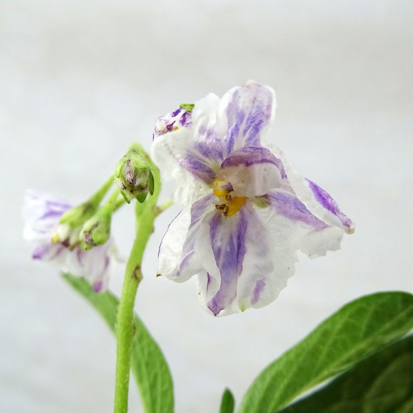 Meloenpeer - Solanum muricatum (Bloei)