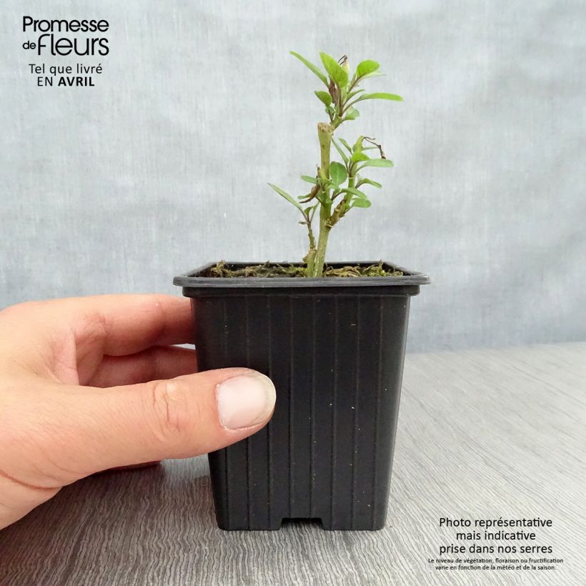 Exemplaar van Meloenpeer - Solanum muricatum Kweekpotje van 7/8 cm zoals geleverd in de lente