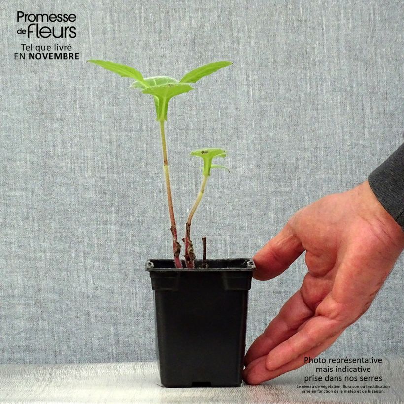 Exemplaar van Yacon BIO - Smallanthus sonchifolius Kweekpotje van 8/9 cm zoals geleverd in de herfst